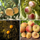 Peach Leaf Curl Resistant Peaches, 3 on 1 Multi Grafted Fruit Tree Grow Organic