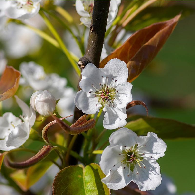 Chojuro Asian Pear Tree Grow Organic