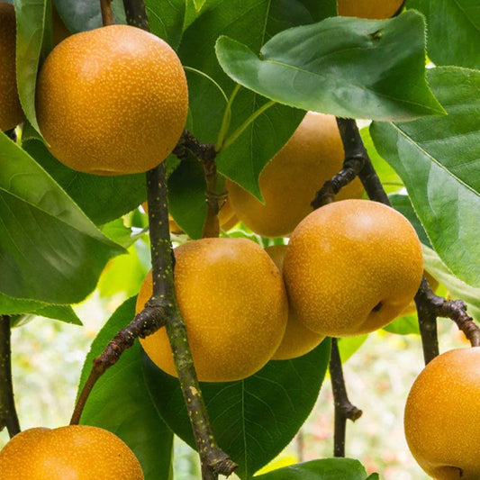 Chojuro Asian Pear Tree Grow Organic