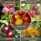 Low Chill Plum, 4 on 1 Multi Grafted Fruit Tree Grow Organic