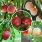 White Peach/Nectarine, 3 on 1 Multi Grafted Fruit Tree Grow Organic