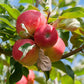 Dwarf Gala Apple Tree Grow Organic
