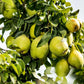 Kieffer Pear Tree Felix Gillet Institute