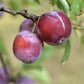Sidonie Plum Tree Felix Gillet Institute