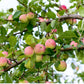 Old School Apple Tree Felix Gillet Institute
