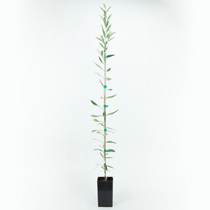 Arbosana Potted Olive Tree product image