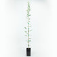 Bouteillan Potted Olive Tree product image