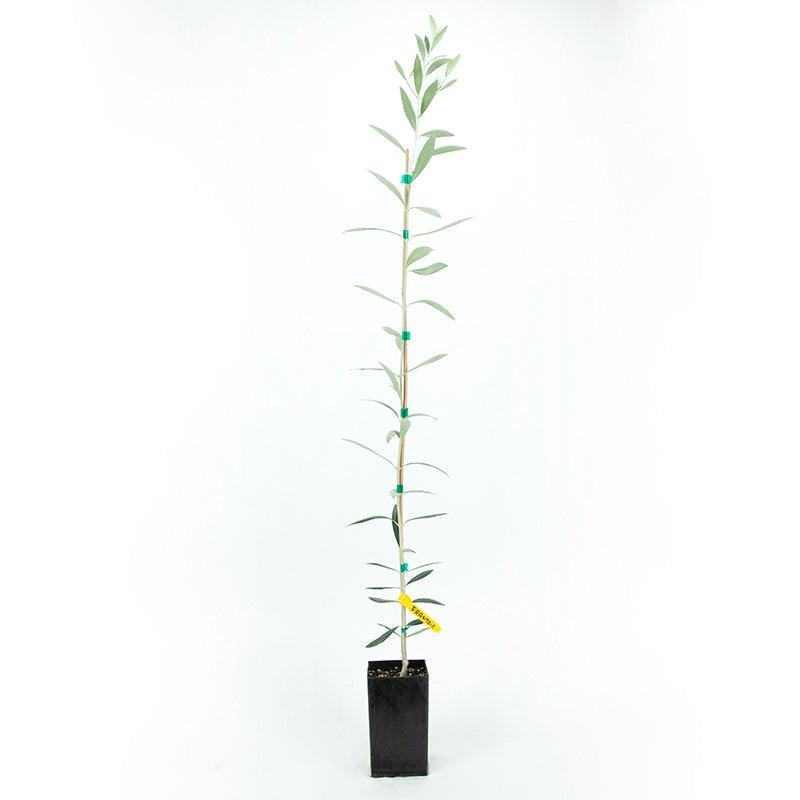 Frantoio Potted Olive Tree product image