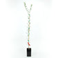 Manzanilla Potted Olive Tree product image