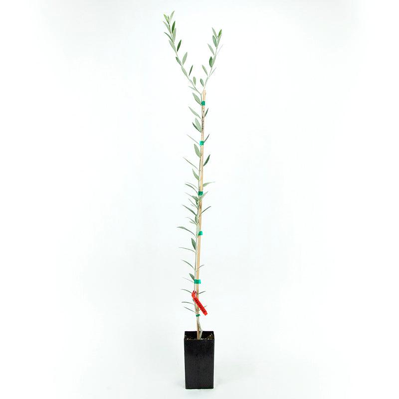 Manzanilla Potted Olive Tree product image