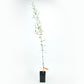 Pendolino Potted Olive Tree product image