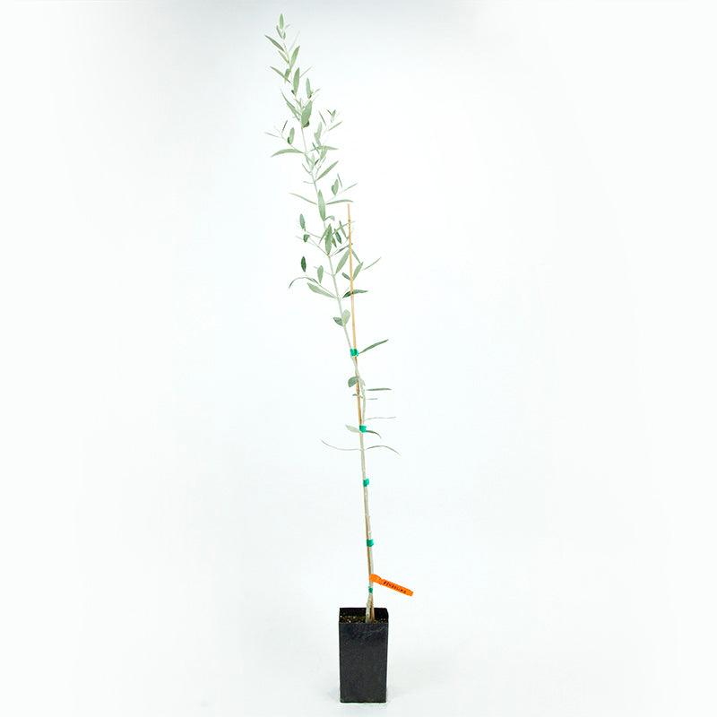 Pendolino Potted Olive Tree product image