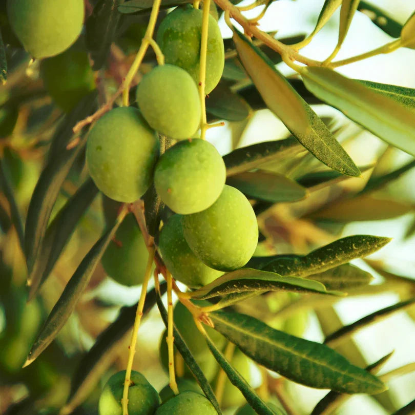 Cluster of green olives hanging among narrow leaves