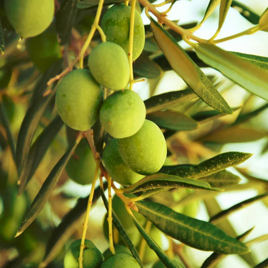 Cluster of green olives hanging among narrow leaves