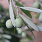 Two pale green olives beneath silvery olive leaves
