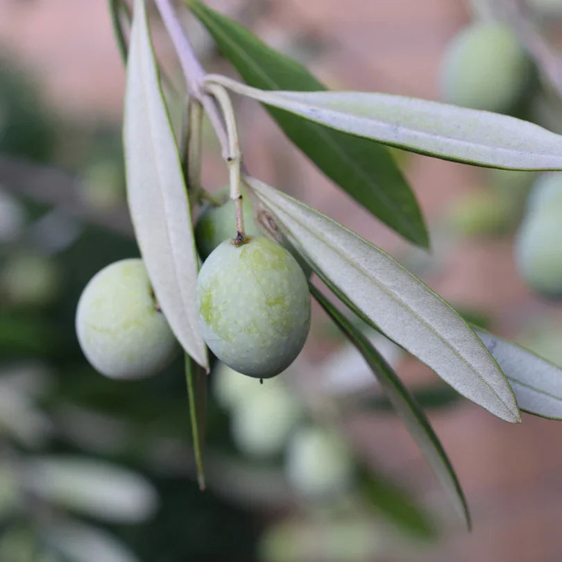 Two pale green olives beneath silvery olive leaves