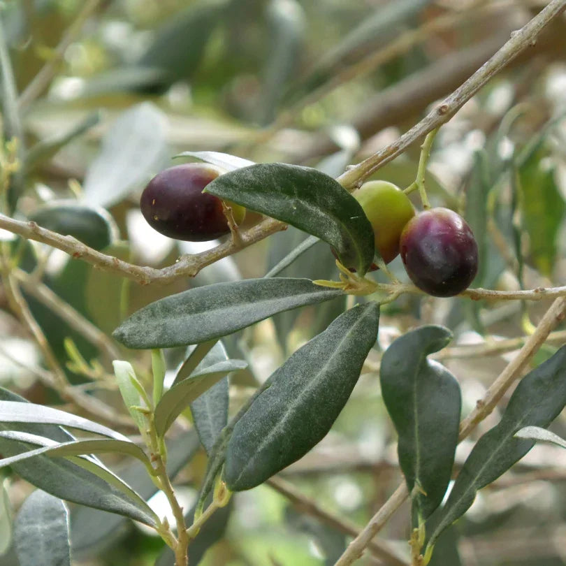 Green and purple olives ripening beside gray-green leaves