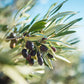 Cluster of dark purple olives among narrow leaves