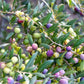 Green, pink, and purple olives ripening in dense clusters