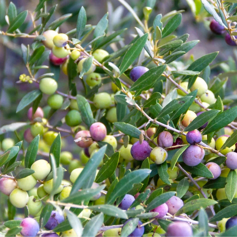 Green, pink, and purple olives ripening in dense clusters