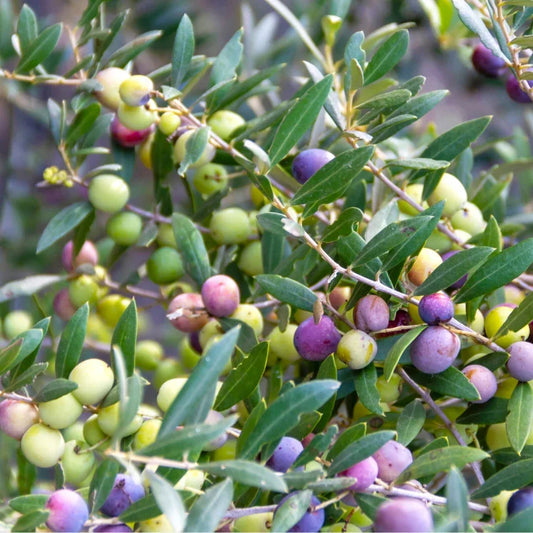 Green, pink, and purple olives ripening in dense clusters