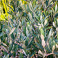 Dense gray-green olive foliage on branching stems