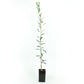 Arbequina Potted Olive Tree product image