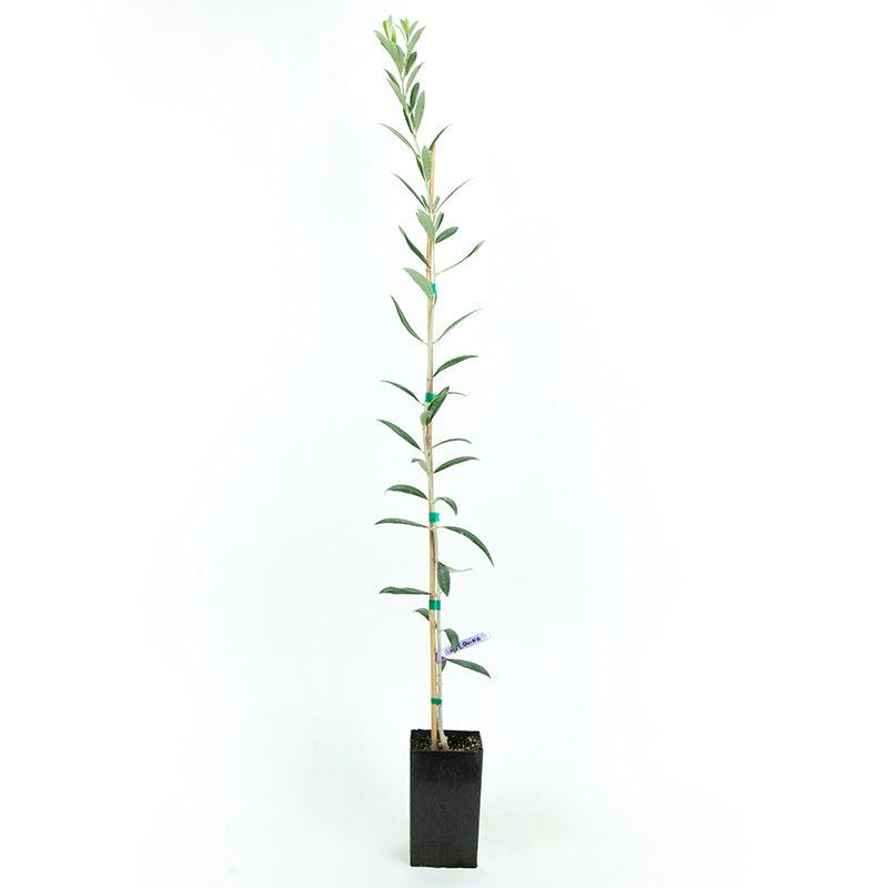 Arbequina Potted Olive Tree product image