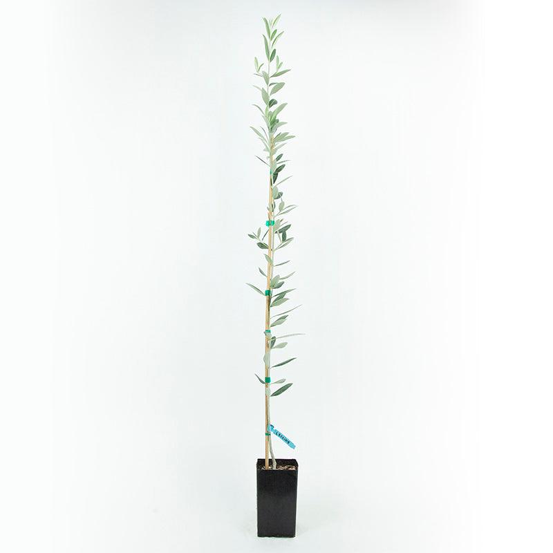 Leccino Potted Olive Tree product image