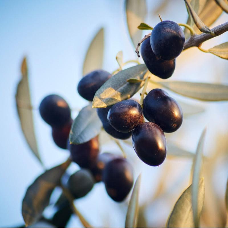 Ripe dark purple olives hanging from a branch