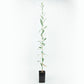 Mission Potted Olive Tree product image