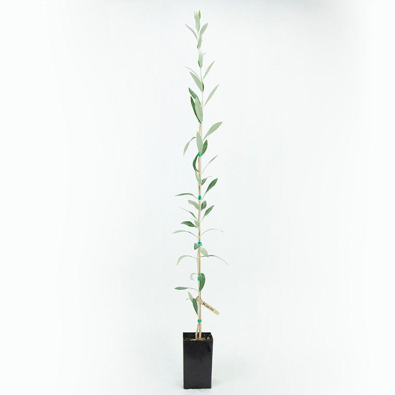 Mission Potted Olive Tree product image