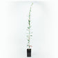 Koroneiki Potted Olive Tree product image