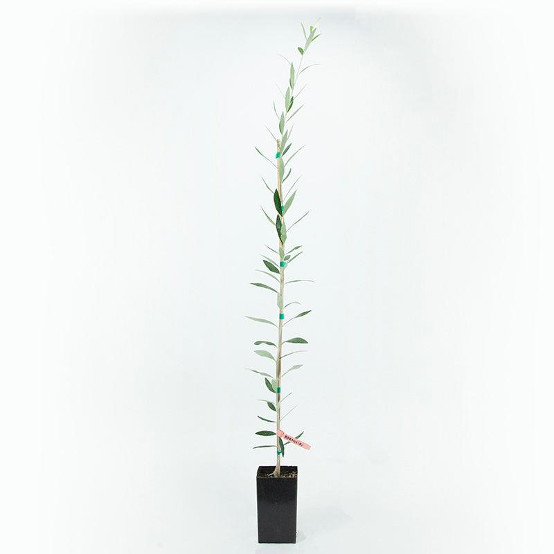 Koroneiki Potted Olive Tree product image