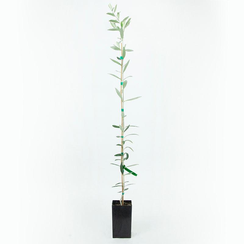 Cailletier “Niçoise” Potted Olive Tree product image