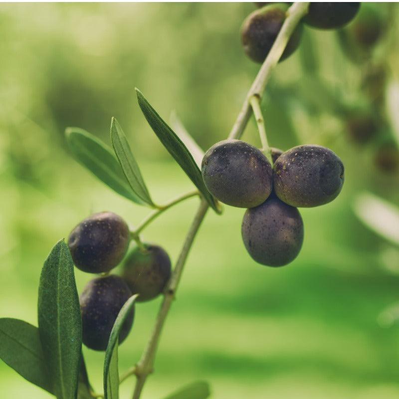 Clusters of dark purple olives beside narrow green leaves