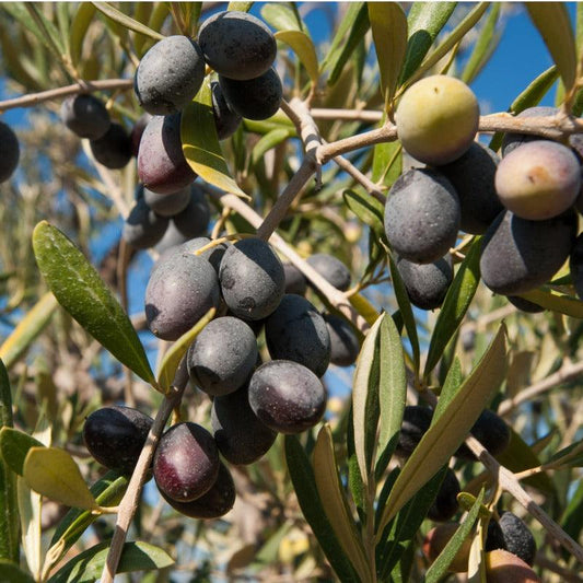 Black and green-purple olives ripening on sunlit branches