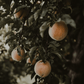 Fairtime Peach Tree Grow Organic