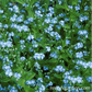 Forget-Me-Not Azure Bluebirds Renee's Garden