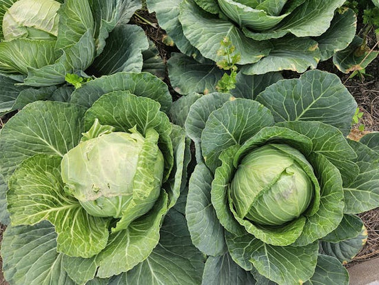 Two green cabbages growing in a garden