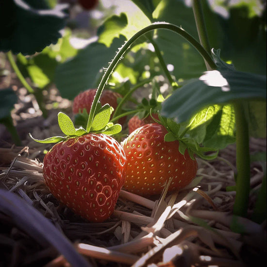 Organic Fronteras Strawberry Plants (Bundle of Approximately 25) Grow Organic