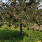 Fuji Red Apple Tree Grow Organic