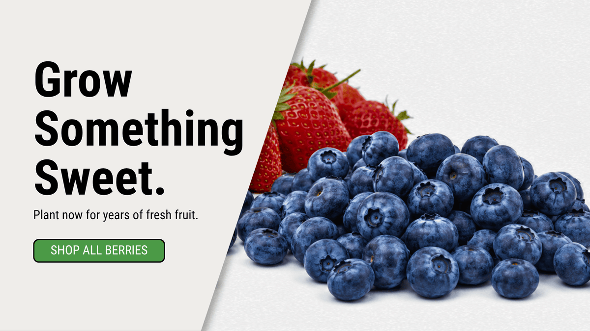 Promotional banner for berry cultivation with the text 'Grow Something Sweet. Plant now for years of fresh fruit.