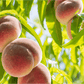Galaxy white donut peach fruit
