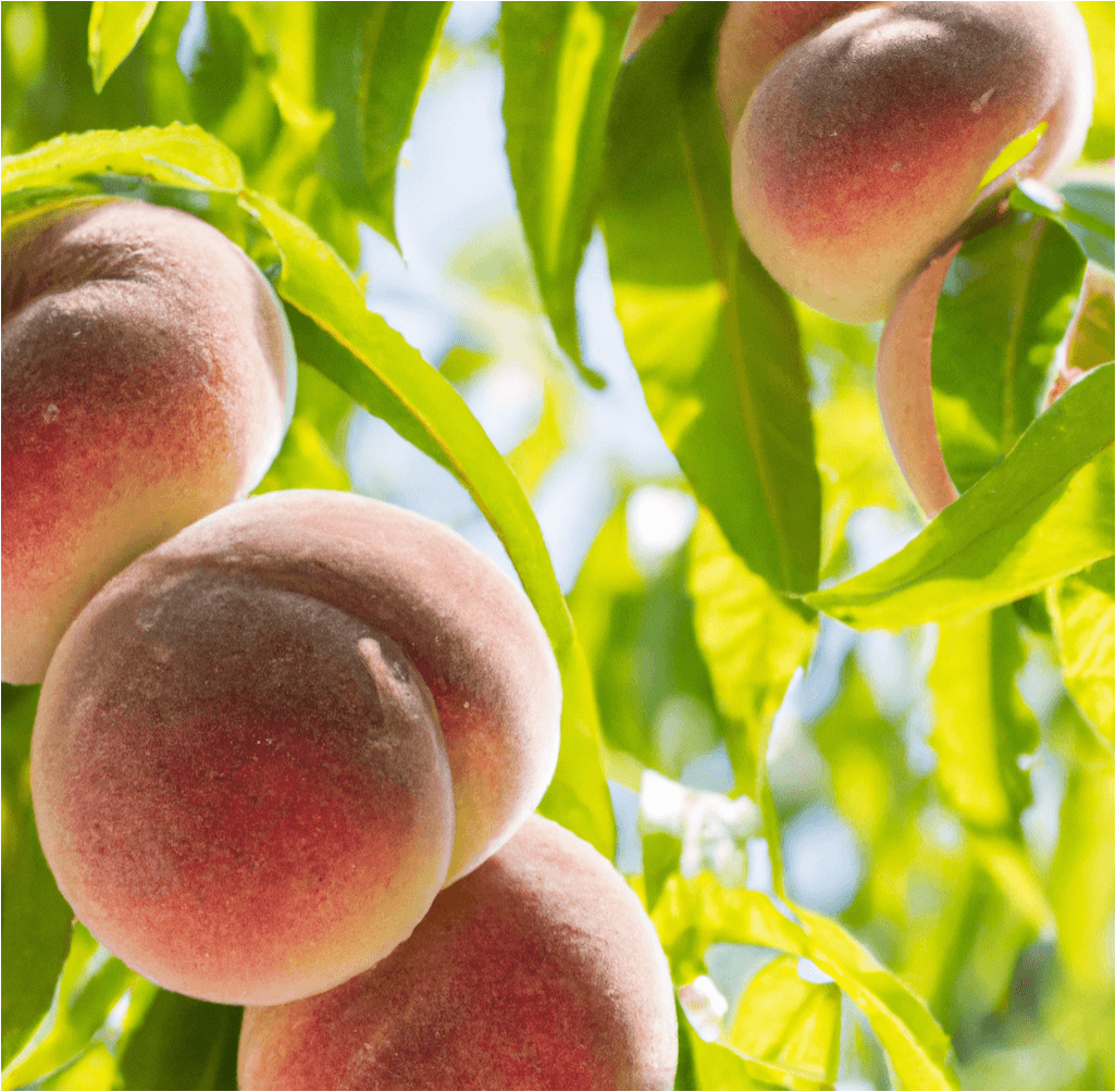 Galaxy white donut peach fruit