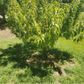 Young Galaxy peach tree