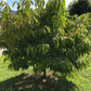 Mature Galaxy peach tree