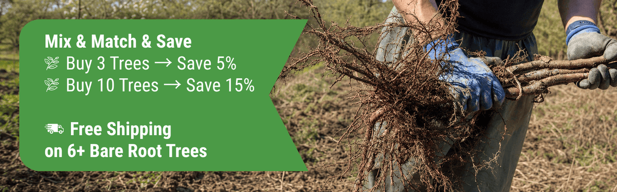 Bare root tree mix-and-match savings: save 5% on 3 trees, 15% on 10 trees, and get free shipping on 6 or more trees