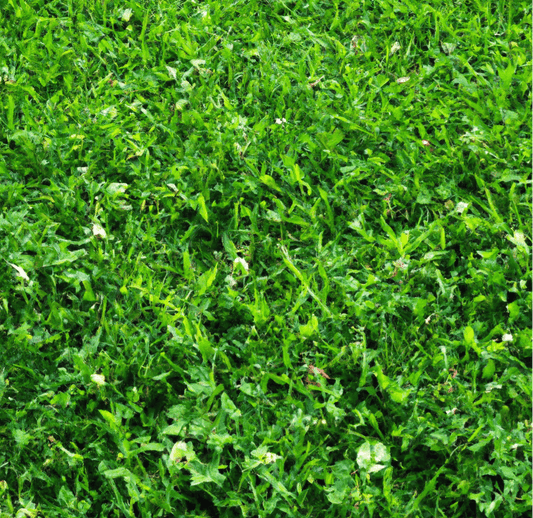 Dense green mixed pasture