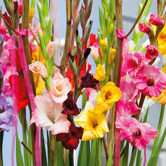 Gladiolus Large Flowering Blend (Pack of 30) Grow Organic